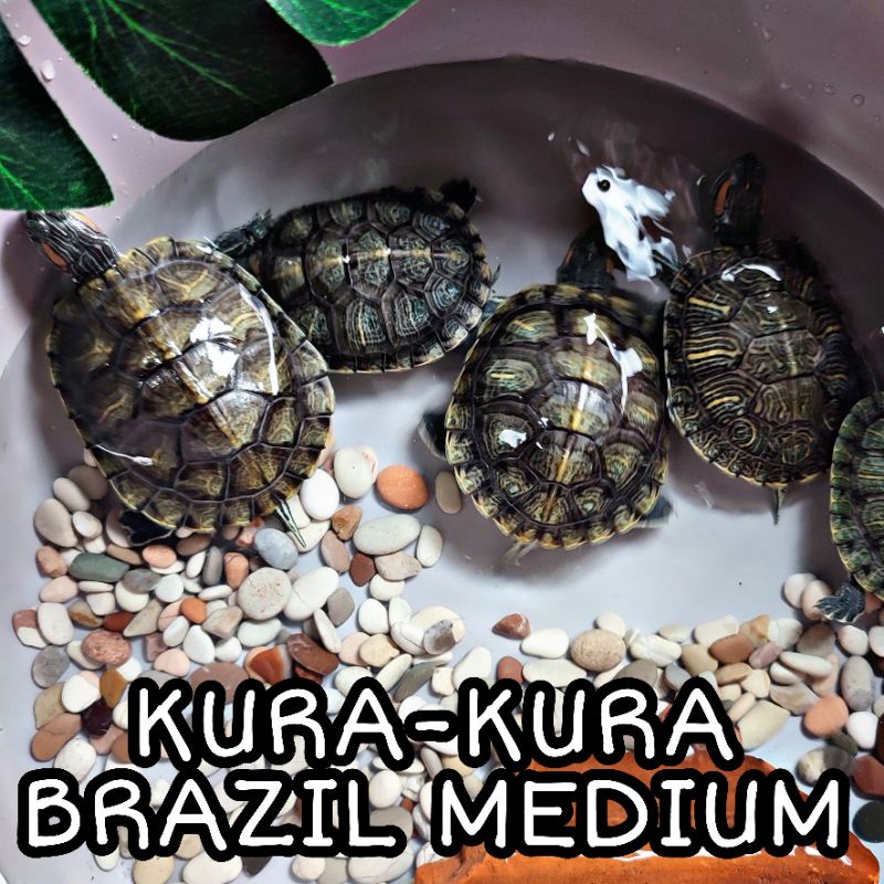 KURA KURA AIR BRAZIL SIZE BABY - MEDIUM BESAR LINCAH SEHAT