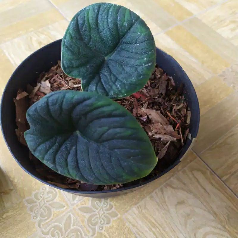 bonggol alocasia melo badak