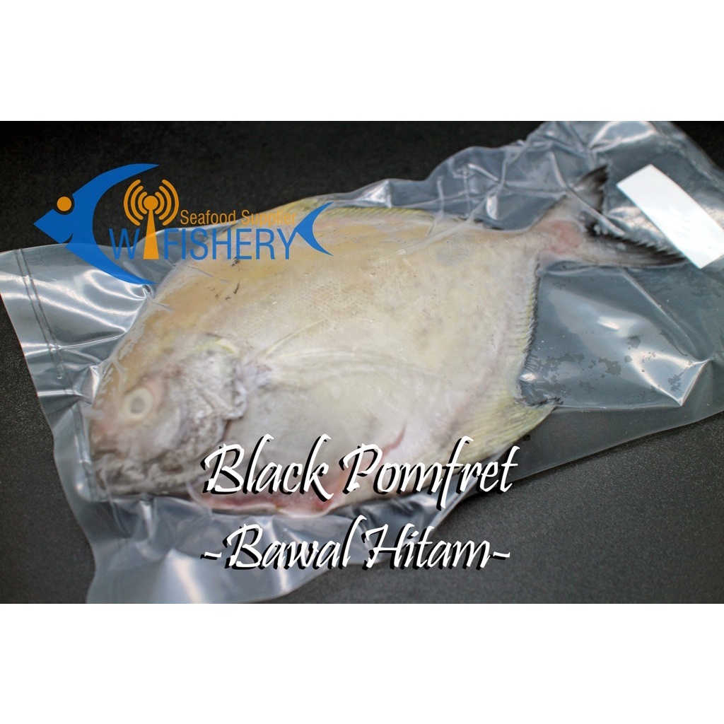 

Ikan Bawal Hitam / Dorang Hitam Utuh Bersih - Black Pomfret WGGS