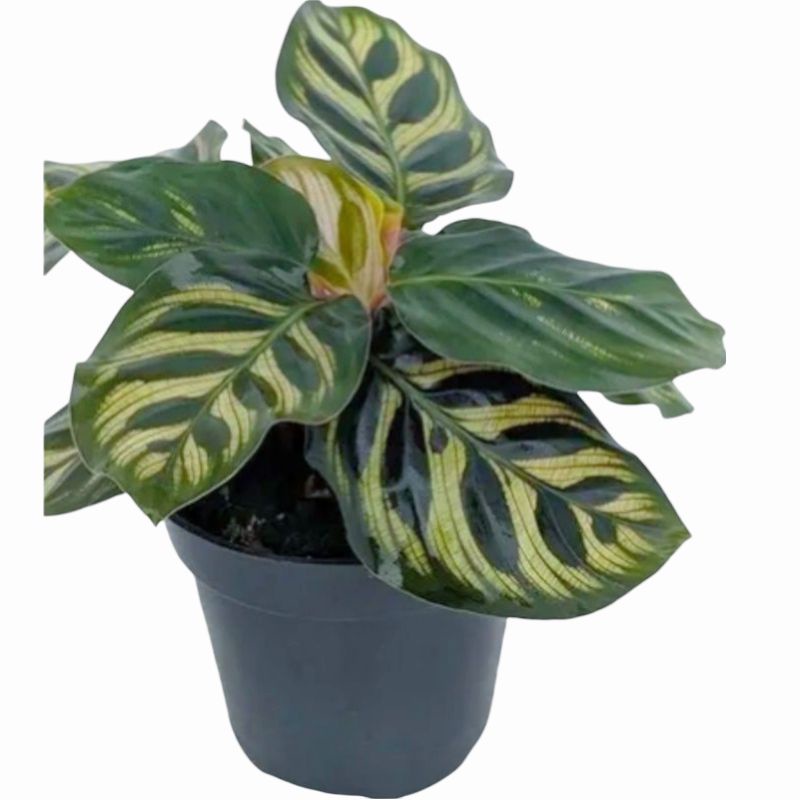 Calathea Makoyana import