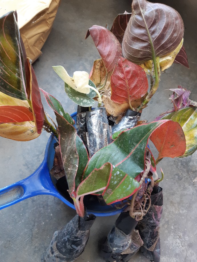 Aglonema Rotundum Aceh