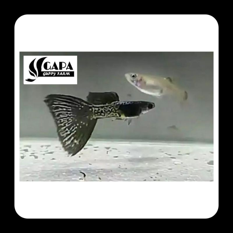Indukan Ikan Guppy Metal SnakeSkin Black Lace (MSSBL) Sepasang Berkualitas