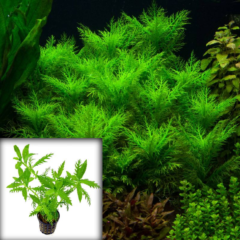 Hygrophila Balsamica ( Tanaman Aquascape Tumbuhan Air Hiasan Aquarium Hidup )