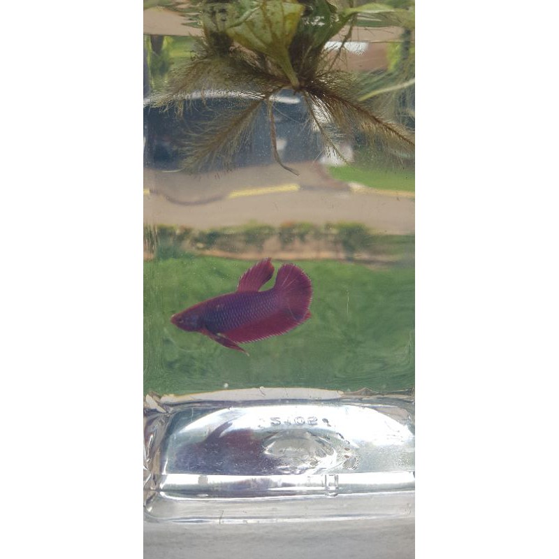 

Cupang _Giant_Lavender_Solid