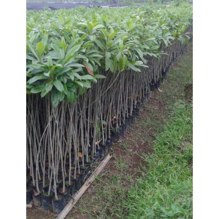 Bibit Tanaman Pohon Bintaro