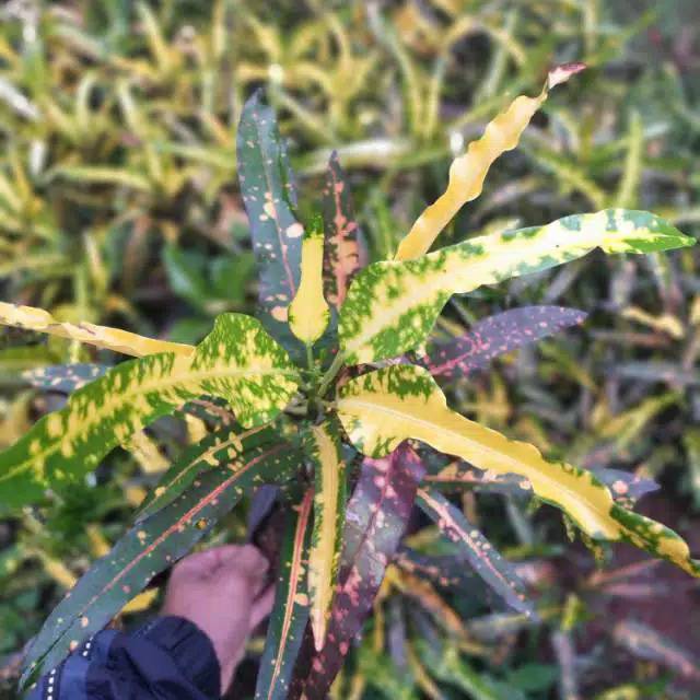 Tanaman hias puring lele - ouring lele