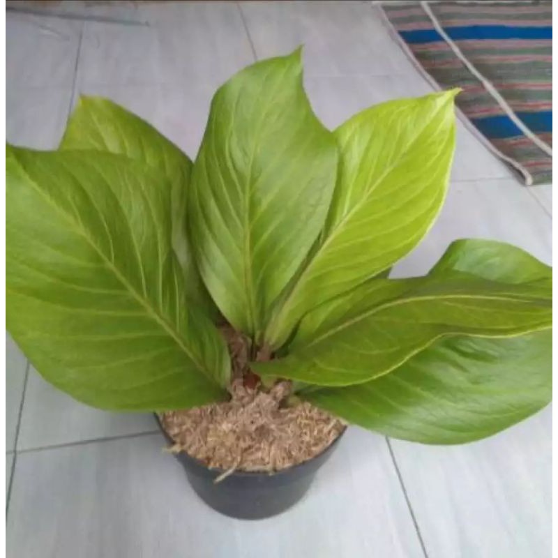 Bibit Tanaman Hias Antharium Jemani Cobra - Jemani Cobra