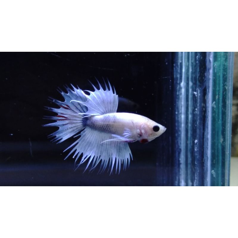 ikan cupang hias crowntail serit #CT12