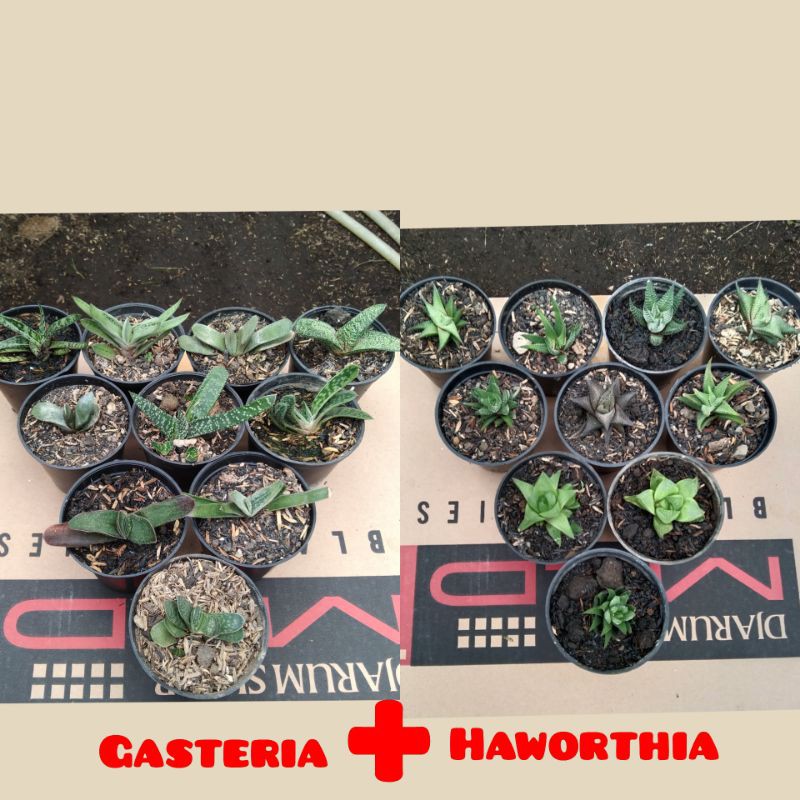 tanaman hias paket Gasteria+haworthia