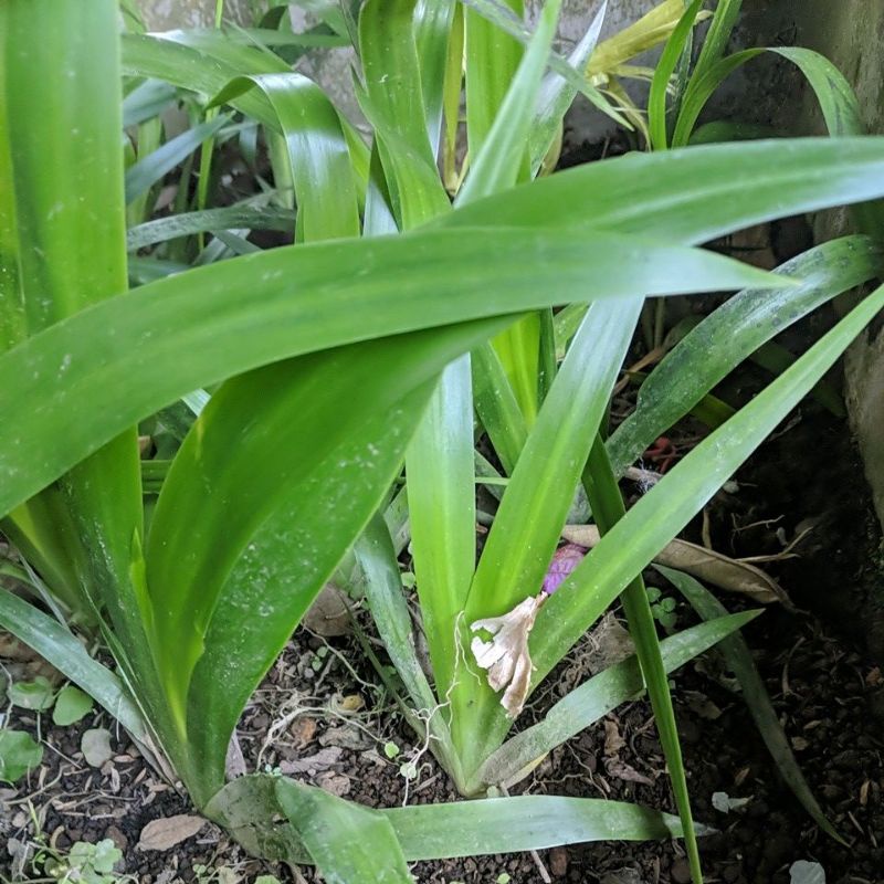 DIARY PETANI - Tanaman Hias Bunga Iris Northiana Iris Biru Neomarica Candida