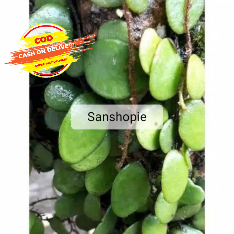 

Daun sisik naga Picisan Segar 500 gram