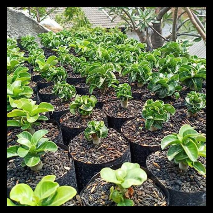 Adenium Dha Polybag 12