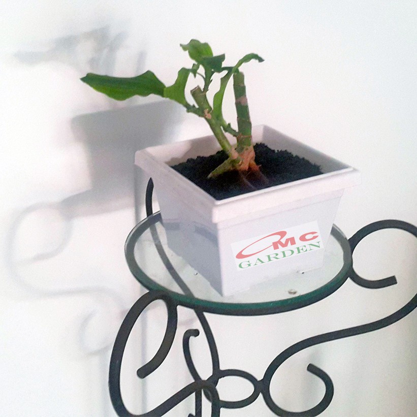 Tanaman Hias Bonsai Mame Dracaena Fragrans Massangeana Corn Plant Hijau Hanjuang Andong B-DFM-001