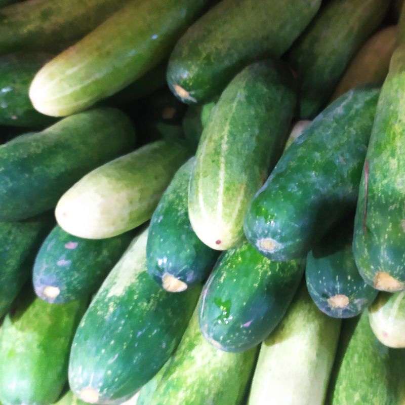 Timun Segar Ketimun 500 gr Sayur Segar Cikarang Sayur Murah Bekasi