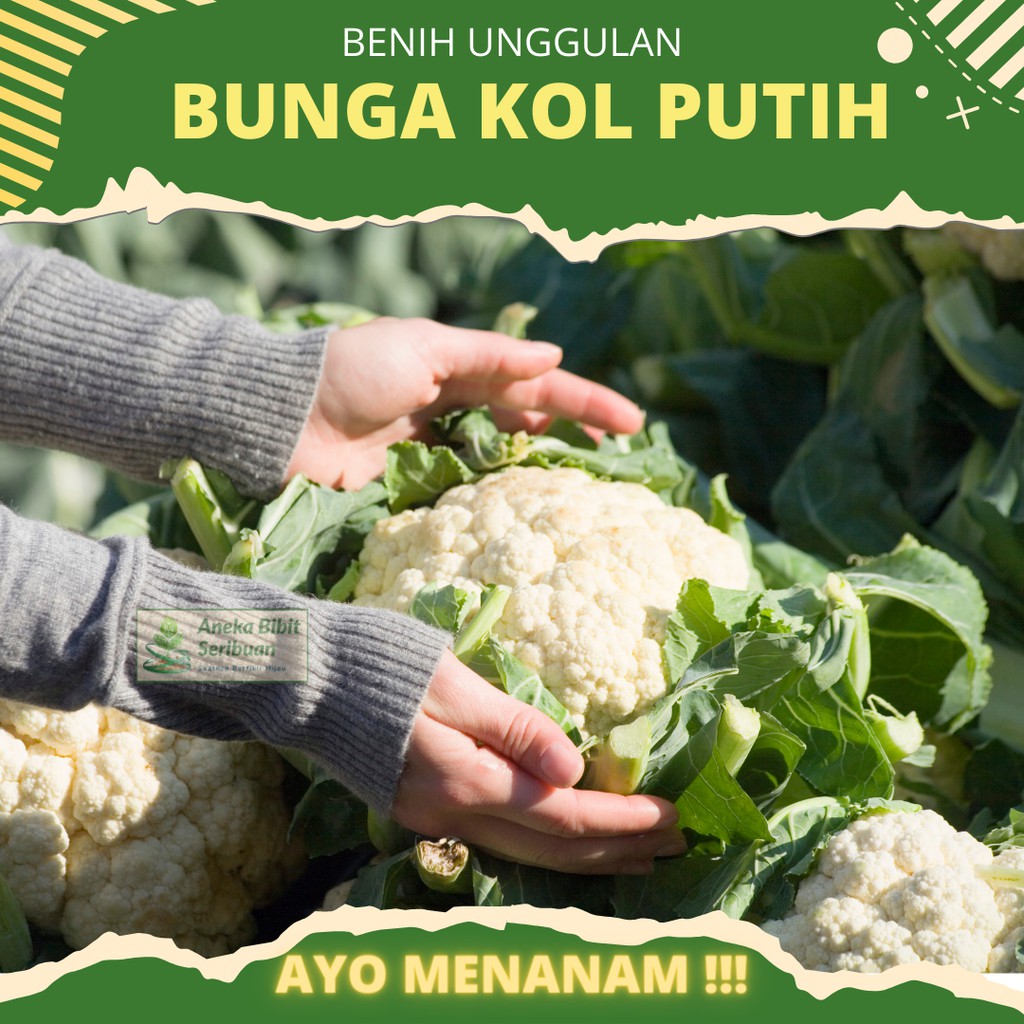 Biji Bibit Kembang Bunga Kol Putih Sayuran Dataran Rendah Diamond 40 Benih Tanaman Sayur