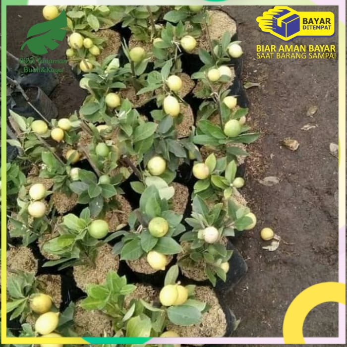Bibit Jeruk Lemon Lokal Kondisi Berbuah
