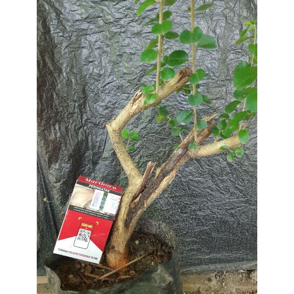 bahan bonsai sisir kaliage mame realpic.