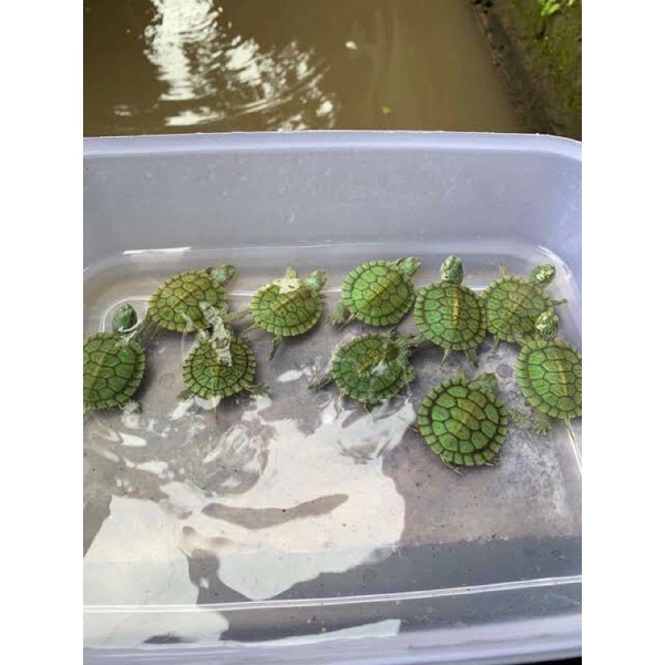 kura kura Brazil