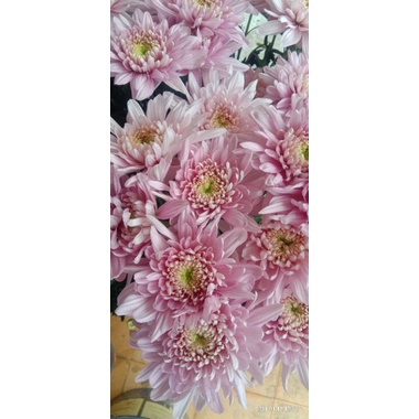 

bunga segar aster krisan
