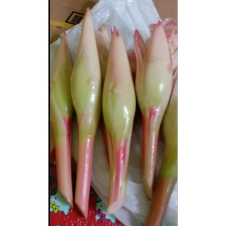 

Kecombrang (bunga honje) atau Rombeh segar 100gr