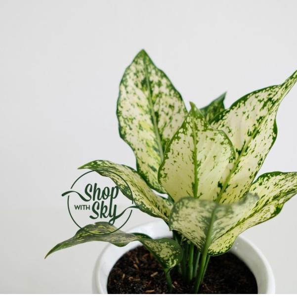 Aglaonema / Aglonema “Snow White”/ aglonema snow white rumpun / tanaman hias aglonema snow white put
