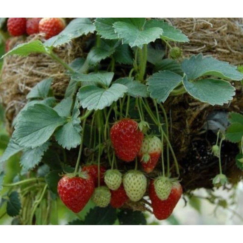 bibit Strawberry Jumbo Giant Australia