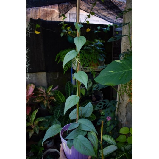Epipremnum Cebu blue