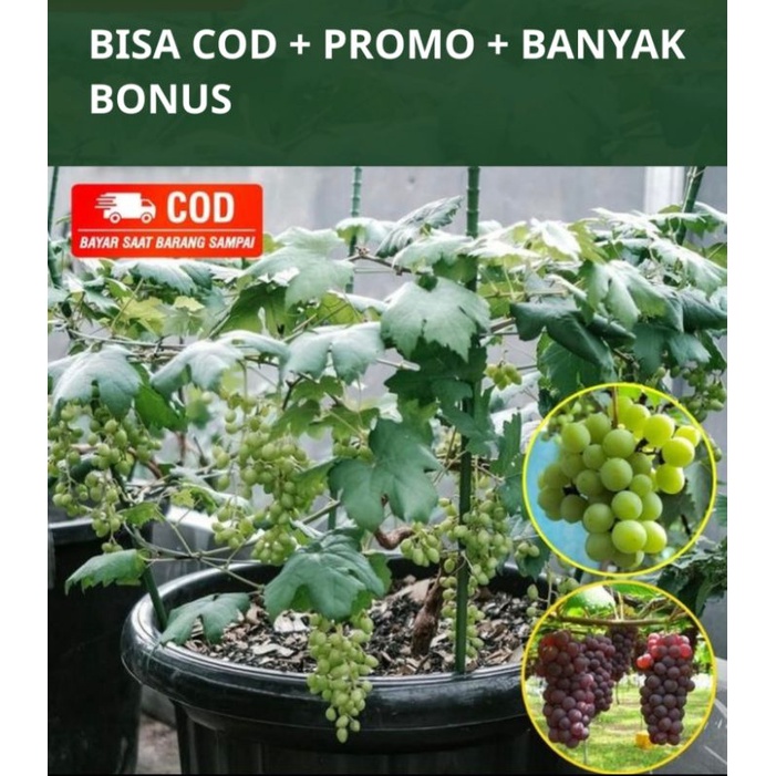 Bibit Tanaman Anggur Beli 1 gratis 5 | satu paket dapat 6 pohon