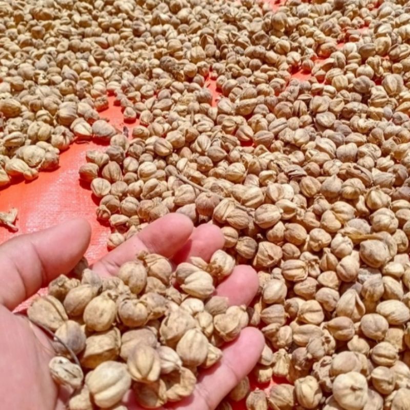 

500gr kapulaga/kapolaga original tanpa pemutih harga grosir