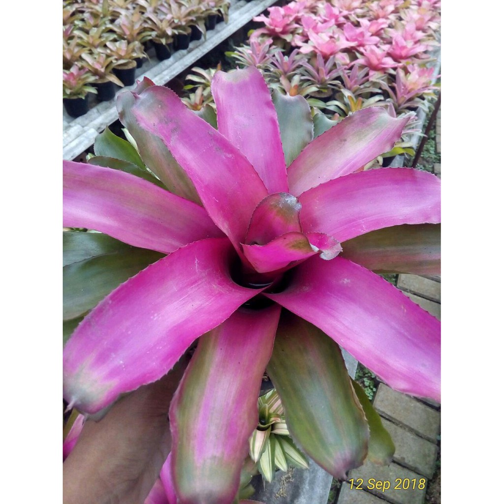 Tanaman Bromelia Rose Pink - Bromelia Grass  Pink