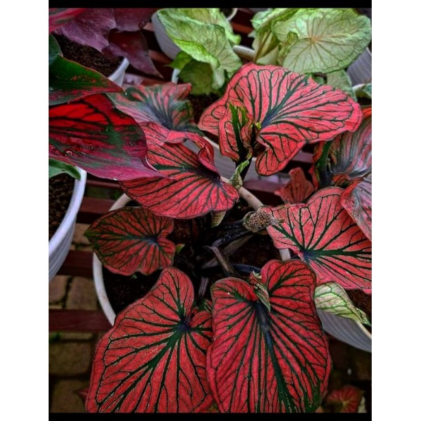 keladi NC Gatot kaca anakan Caladium murah