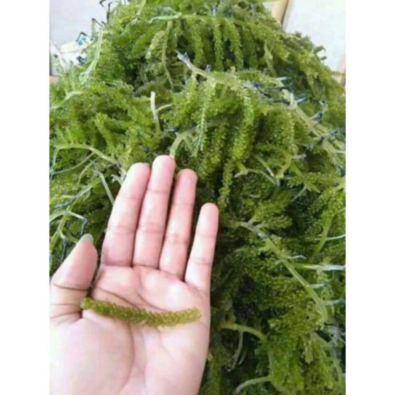 

Anggur Laut/Latoh/Lawi-Lawi/Sea Grapes/Green Caviar siap konsumsi