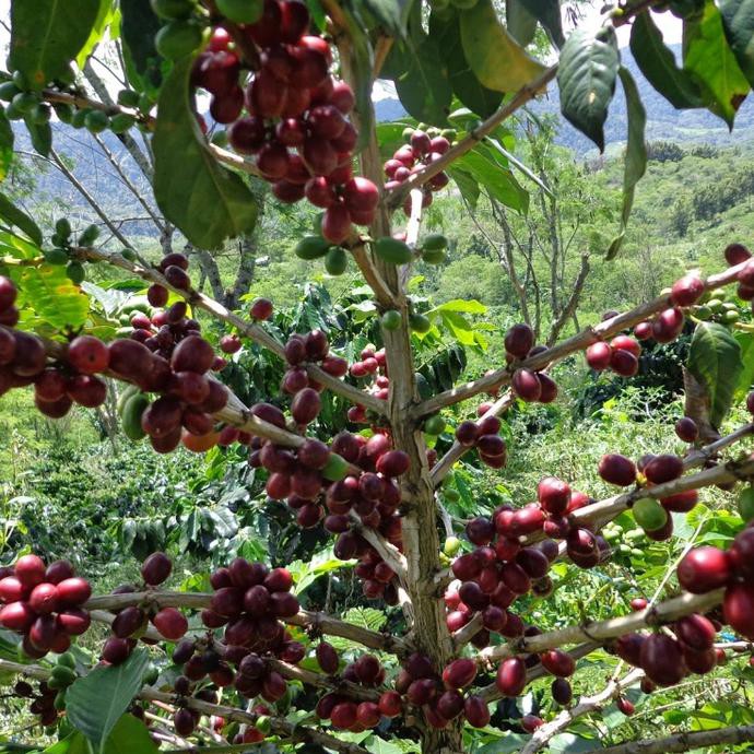 5 ONS BIJI BENIH KOPI ARABICA ATENG SUPER