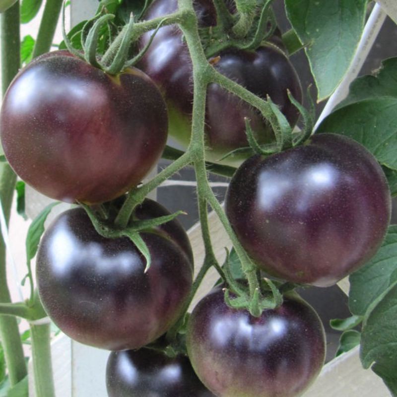 benih TOMAT CERI HITAM black cherry tomato isi 1 biji bibit sayuran