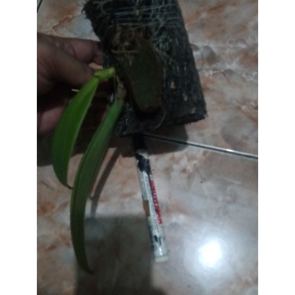 Anggrek Bulbophyllum macrobulbon size kecil