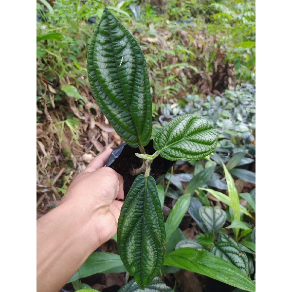 Piper Parmatum sp borneo