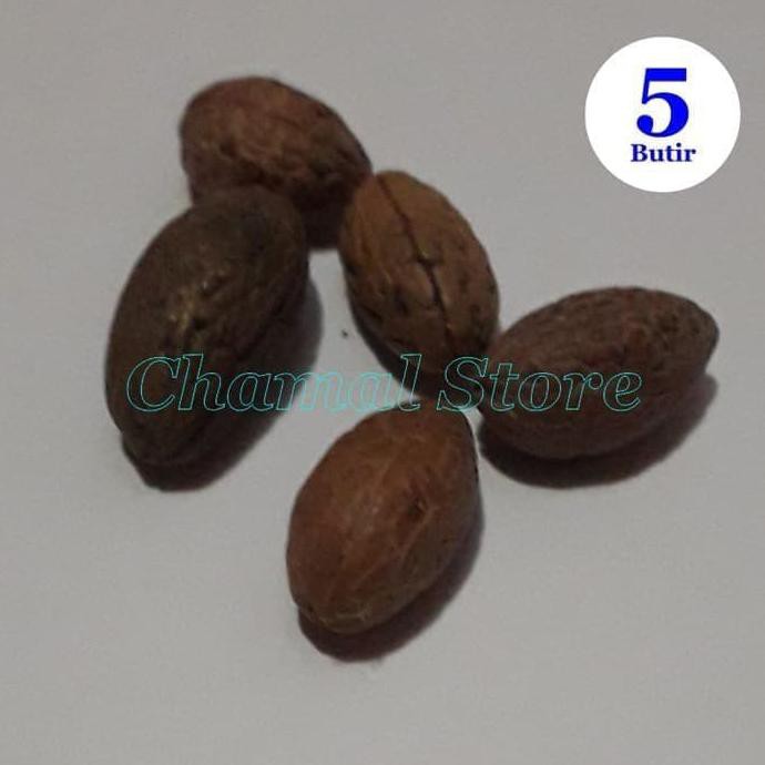 Biji Benih Tanaman Hias Pohon Buah Zaitun Dm”