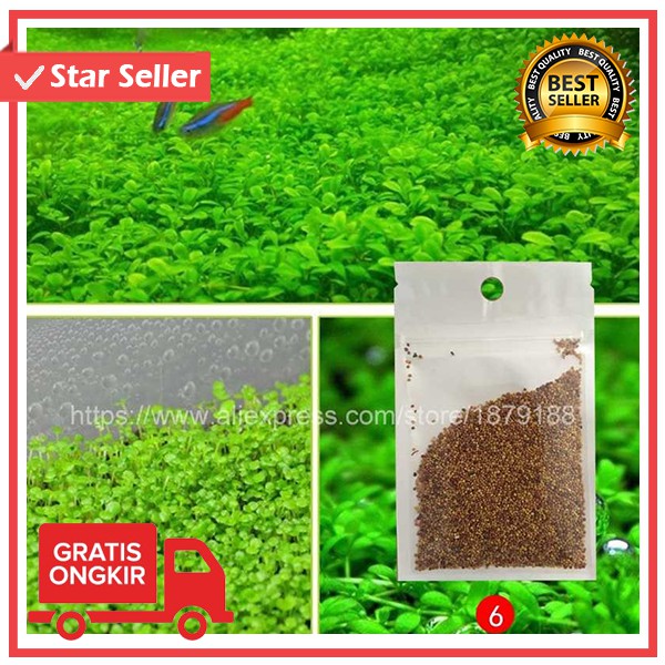 BIBIT RUMPUT AIR Dekorasi Aquarium Landscape Ornament BIBIT RUMPUT AIR Dekorasi Aquarium Landscape Ornament