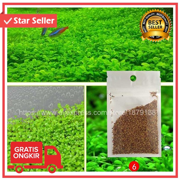 BIBIT RUMPUT  AIR Dekorasi Aquarium  Landscape Ornament 