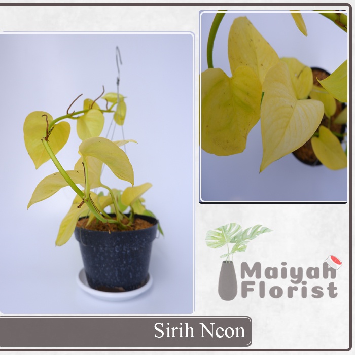 Sirih Neon -  Epipremnum Aureum Neon - Tanaman Hias