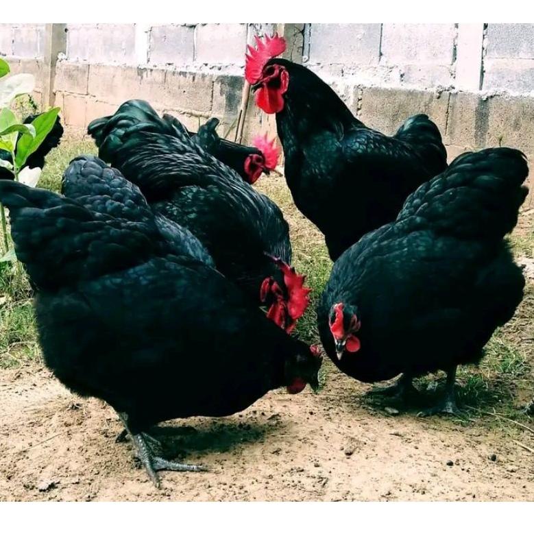 

KIRIM HARI INI Telur ayam Australorp ory impor. Fertil untuk di tetaskan. Beli grosir lebih murah (ART. V9926)