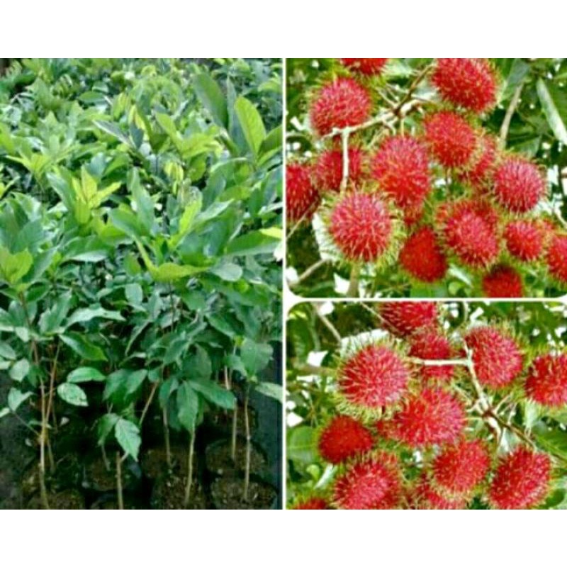 bibit Rambutan binjai unggul
