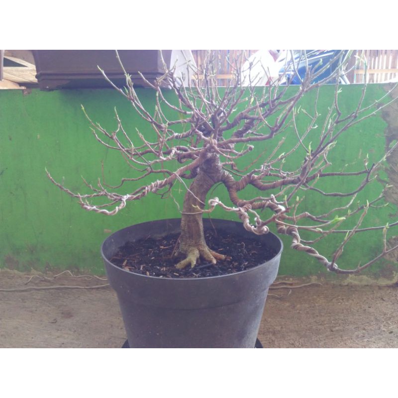 Tanaman iprik