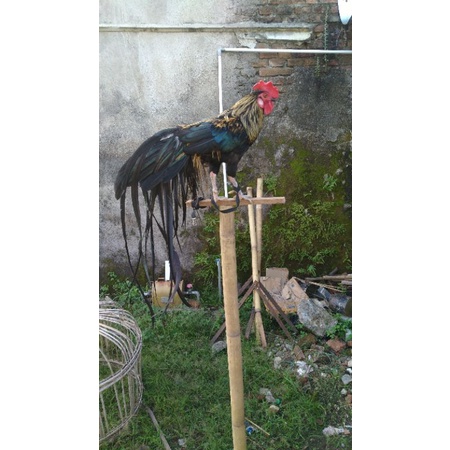 

Ayam onagadori dewasa (buntut 1M+)
