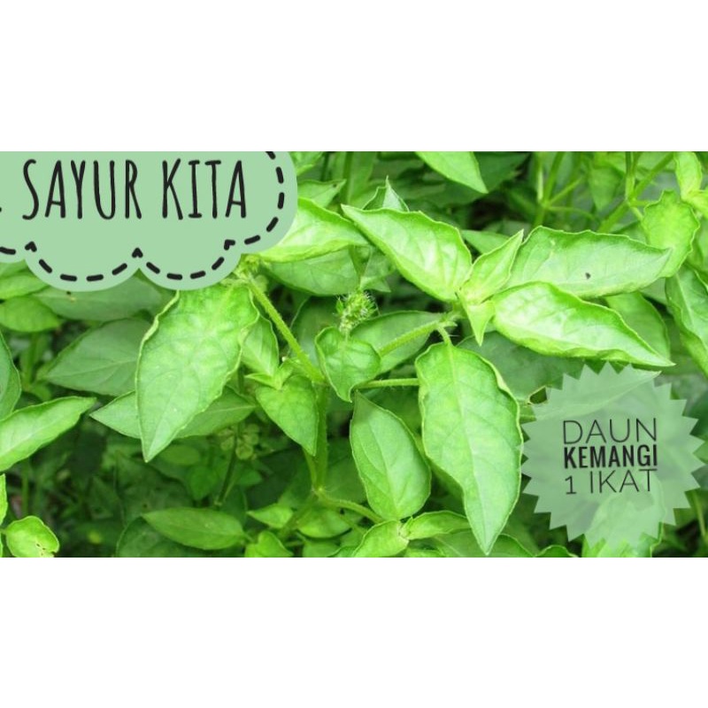 

Daun Kemangi | Sayur Kita | 1 ikat