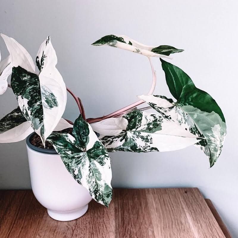 syngonium Variegata | Syngonium Albo Variegata
