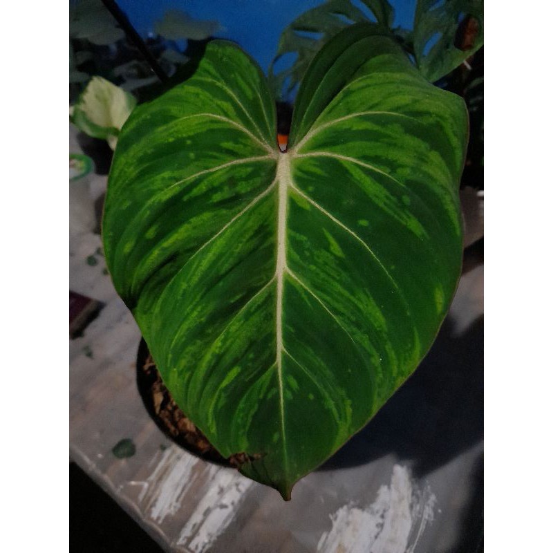 philodendron gloriosum varigata