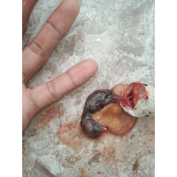 tapuy umpan galatama lele