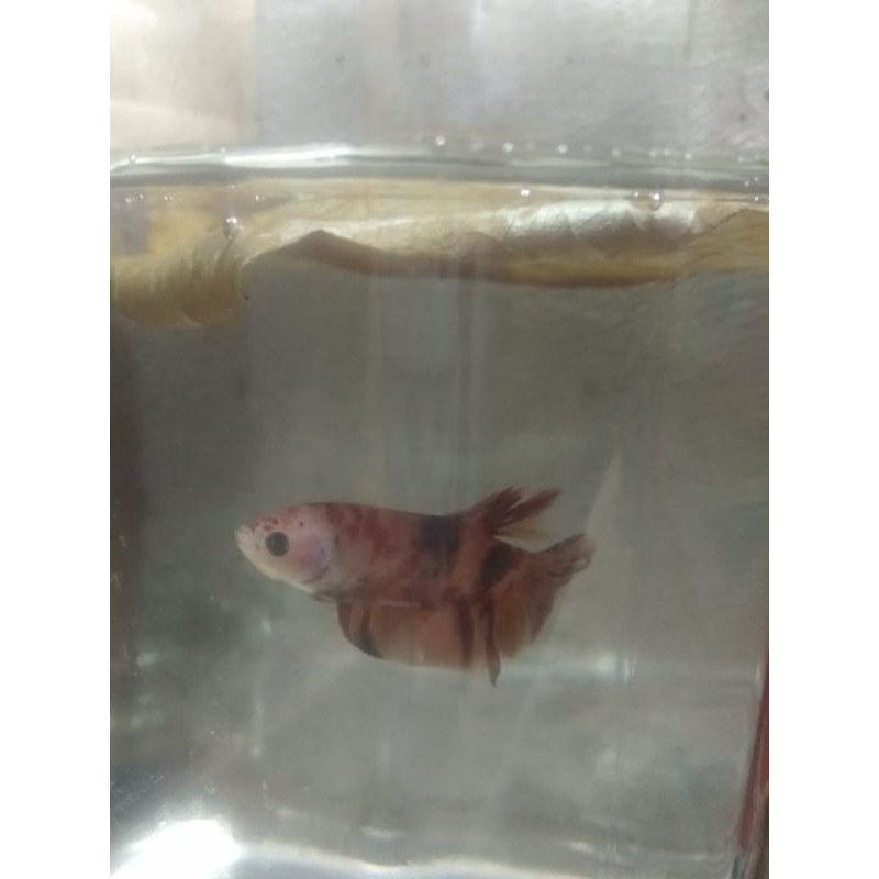ikan cupang nemo koi