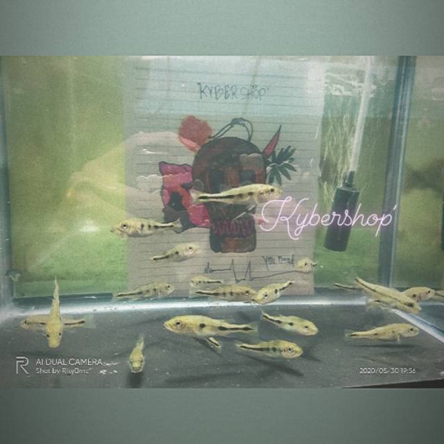 Peacock Bass Mono , Pbass Mono 6-7Cm